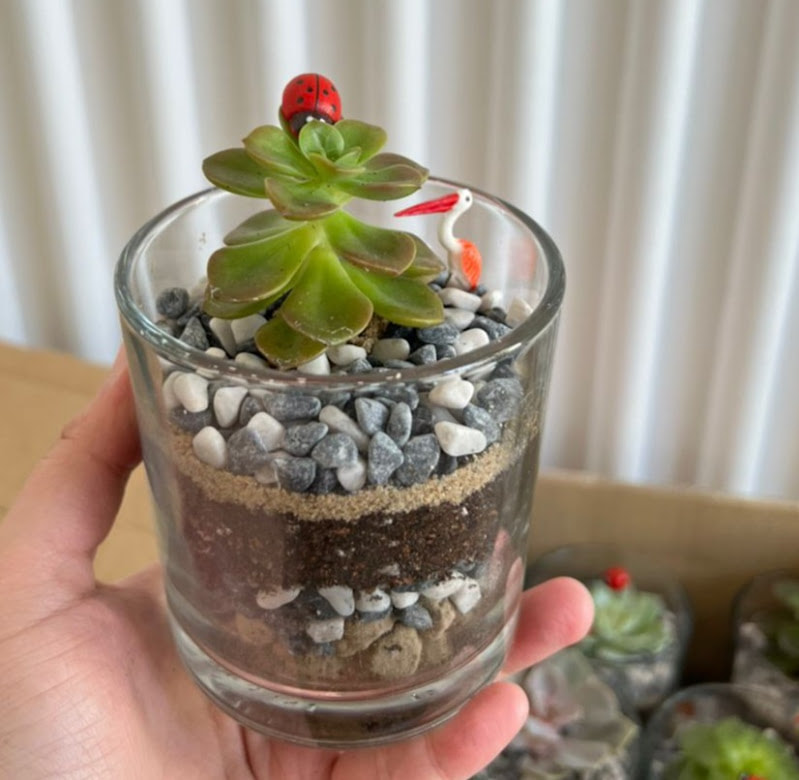 succulent mini terrarium