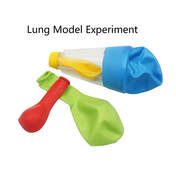 science experiment lung model