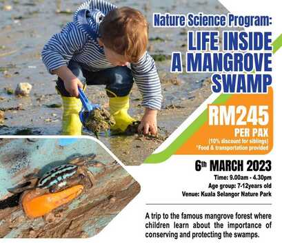 mangrove swamp nature science excursion program